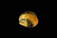 藏品(漁舟蜑螺)的圖片